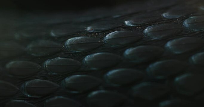 The skin of the snake is very close up, the snake is breathing, small scales of the black snake. Dice Snake. Natrix
