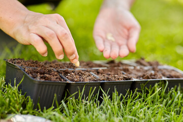 gardening, farming and people concept - hands of young woman planting flower seeds to starter pots tray with soil at summer garden