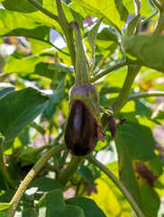 Eggplant on a plant in nature.