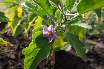 A flower on an eggplant plant.