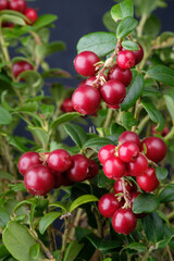 Lingonberries in a forest closeup