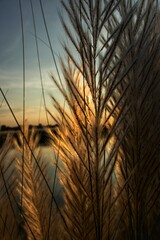 Obraz premium Saccharum Spontaneum or Wild Sugarcanes or Kash Phool in Evening Time With Selective Focus
