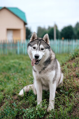 Siberian husky dog with blue eyes stands and looks ahead. Bright green trees and grass are on the background