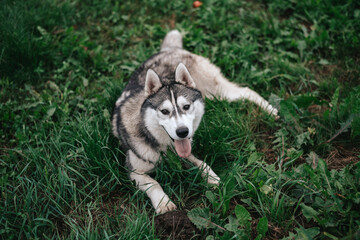 Funny husky dog lying on the grass with his tongue hanging out