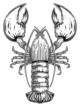 recommend clip art: Lobster. Hand drawn vector, engraving style