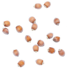 Hazelnuts isolated on a white background.