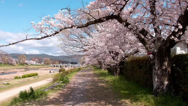 Cherry blossoms along the Kamo River