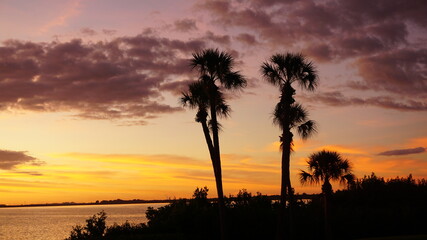 Fototapeta na wymiar Sunrise Palm Trees 5