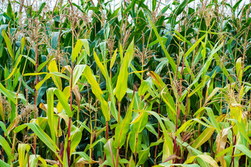 cornfield in october