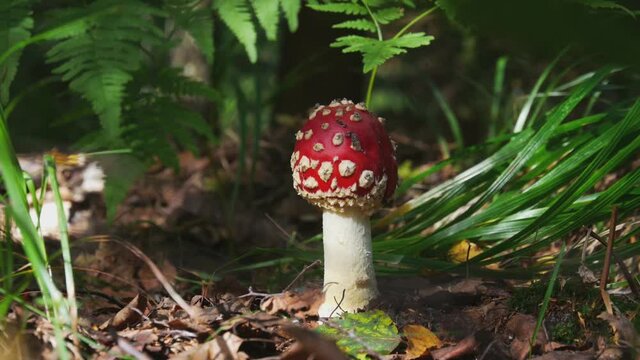Fly Agaric or Amanita Muscaria Poisonous Mushroom With a Red Cap and White Spots in the Forest.