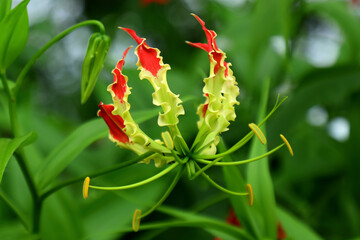 Beautiful Gloriosa lily/Flame lily flower
