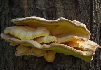 Hub mushrooms on a tree