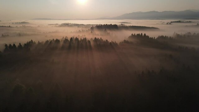 Traumlandschaft Sonne, Nebel, B&auml;ume, Licht im Abendrot