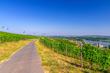 Fototapeta na wymiar Road path in vineyards green fields with grapevine rows on hills in Rhine Gorge or river Rhine Valley with cableway and cable car to Roseneck mount, Rudesheim am Rhein town, State of Hesse, Germany