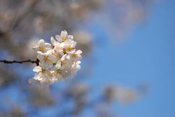 桜