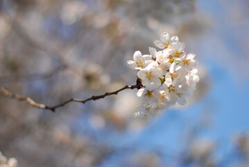 Obraz premium 桜