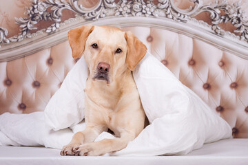 Golden Retriever im Bett