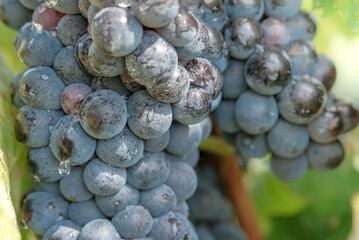 Macro of red grape berries on green leaves background. Close up of beautiful bunch of ripe blue wine grapes with water drops after rain. Autumn harvest , vineyard in Europe.