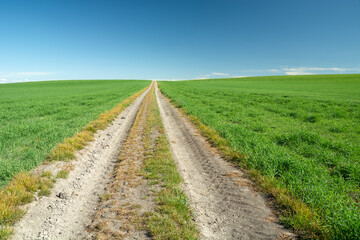 Fototapeta na wymiar Long dirt road through green fields, summer day