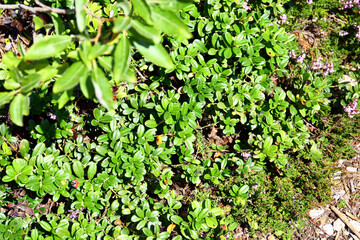 Vaccinium vitis-idaea

