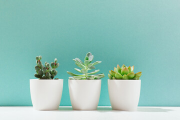 Collection of various cactus and succulent plants in white pots and shade of palm leaves on blue...