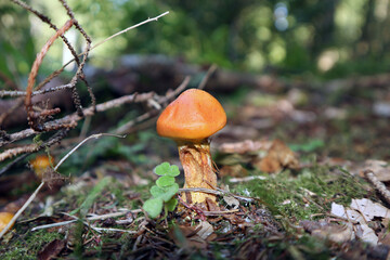 Gl&uuml;ckspilz mit Gl&uuml;cksklee