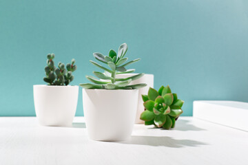 Collection of various cactus and succulent plants in white pots and shade of palm leaves on blue background.