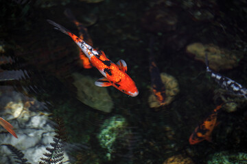 koi fish swimming in aquarium close up