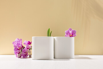 White empty boxes on light backdrop and pink flower phalaenopsis orchid with shadow.
