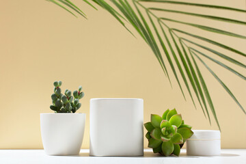 White empty boxes on light backdrop, cactus and succulent plants with shadow.