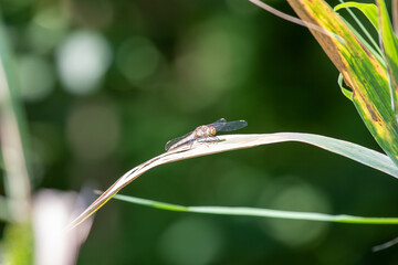 Libelle