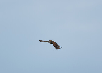 大空を飛ぶ　チョウゲンボウ