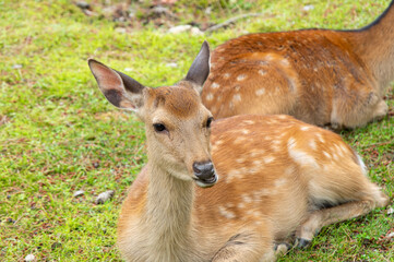 可愛いシカ