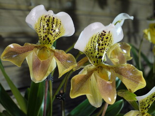 Naklejka na ściany i meble Paphiopedilum Orchideen
