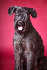 Schnauzer