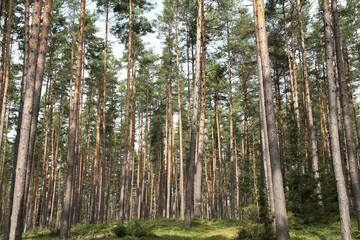 Fototapeta na wymiar Vom Borkenkäfer bedrohte Nadelbäume im Thüringer Wald
