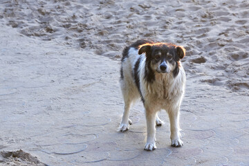Portrait of an unhappy stray dog with sad eyes on the sea beach.