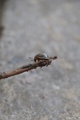 potato beetle on the ground
