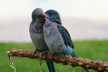 Couple parrot
