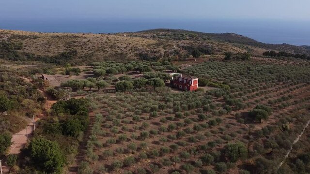 Areal panorama view of a farm with olive trees and sea