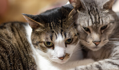寄り添う二匹の猫　　キジトラ・サバトラ猫