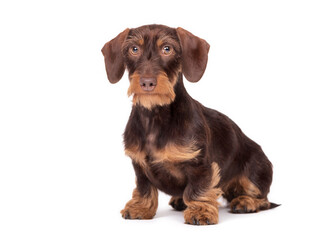 Dachshund