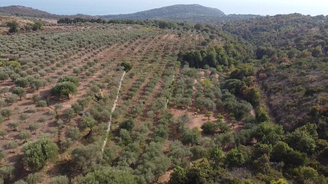 Landing over a farm with olive trees and sea