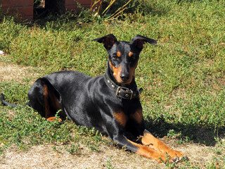 German Pinscher lying on the green grass on a fine summer day.