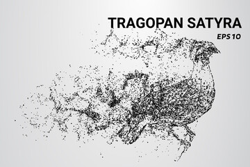 Fototapeta na wymiar Tragopan Satyra of the particles. Tragopan-Satyr consists of circles and dots. Tragopan Satyra breaks down into molecules.