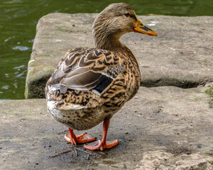 Duck out of Water