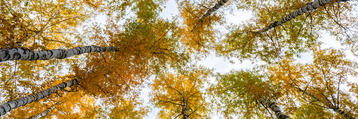 Picturesque autumn landscape with view of birch trees tops with yellow foliage against sky in cloudy autumn day. Beautiful natural background, wonderful nature, seasons changing concept