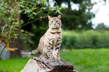 Obraz premium Bengal Kater sitzt im Garten auf einem Baumstamm