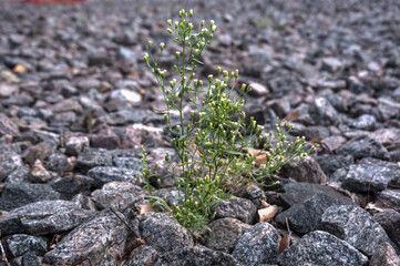 A wild flower growing on the rocks contrasts sharply with its green color