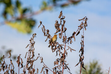 singdrossel im Baum